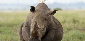 Kenya: After a successful relocation, 21 black rhinos start journey to a new home