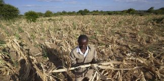 Severe drought and famine in southern Africa leaves some 20 million facing hunger