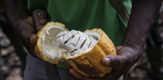 Cameroon: chocolate-makers squeezed by high cocoa prices