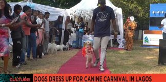 Dogs Canine Carnival in Lagos attracts dozens of pet owners Dogs Canine Carnival in Lagos attracts dozens of pet owners
